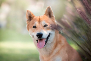 Kako odabrati štene za siba-inu?